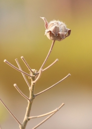 老而彌堅--老鏡 80-200 f2.8 試影