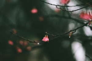 雨中看櫻花(eos3)