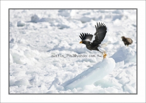 [分享]CANON EF 300mm f 4.0 拍海鵰