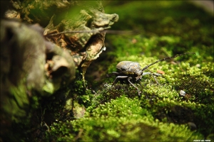 天上飛的一隻牛 ?！！