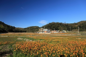 藍天白雲下的楓樹村