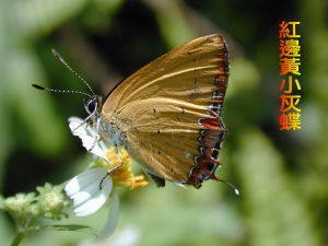 美麗花蝴蝶