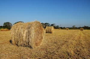 小女子的單眼初體驗　［Ｎａｍｉ］