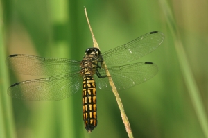 廣腹蜻蜓 Lyriothemis elegantissima Selys, 1883