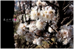 [台中]讓我們賞櫻去-梨山遇見櫻