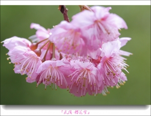 武陵-舞櫻花 閃亮亮特寫版