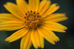 Lensbaby 3G 移軸鏡頭微距亂拍