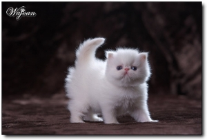 電力驚人小小貓