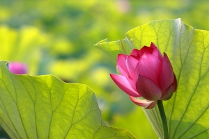 早起拍荷去 BY 拿鐵