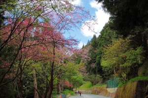 阿里山賞櫻季.....衝衝衝