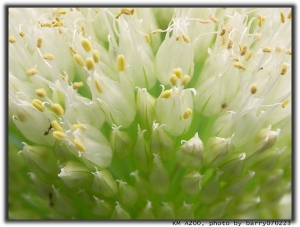 這是什麼花呀？