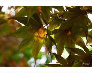 ::: Canon 40mm 2.8 STM 隨拍 by DV :::