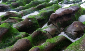 ::綠色海岸(特殊版)