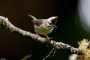 四難之外的普鳥-冠羽畫眉