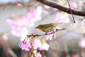 櫻花綠繡眼解渴