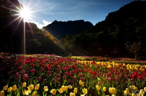 鬱金香花田(桃源仙谷)