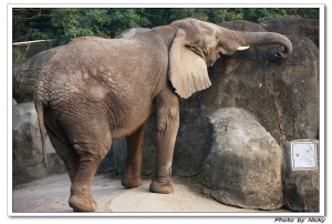 木柵動物園-動物篇