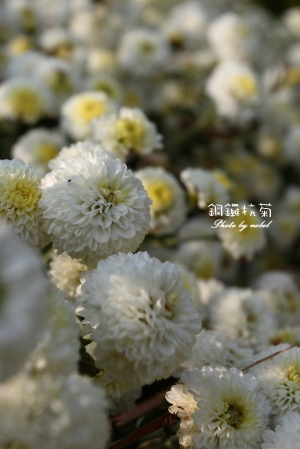 銅鑼杭菊