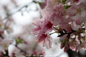 2010天元宮的櫻