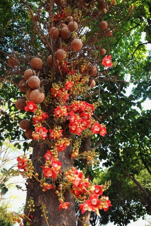 梓平公園  砲彈花