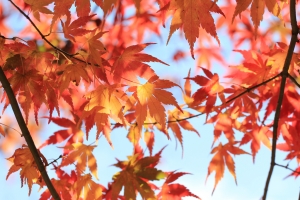 2010/11 福壽山秋楓