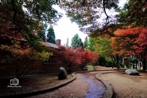 福壽山松廬楓紅