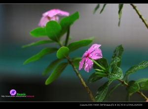 下雨拍陽台的花兒