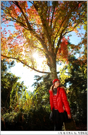 + 楓漸紅．木參天．最是驚豔小兔 +