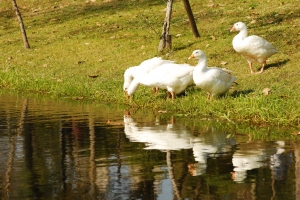 台南巴克禮紀念公園隨拍