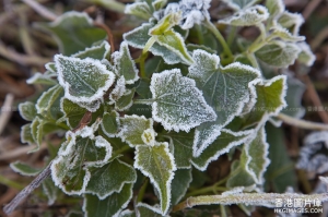 霜凍警告生效　大帽山錄得-2度