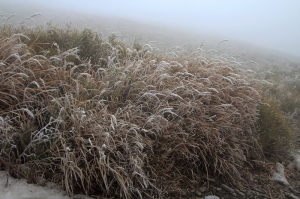 第一次拍雪在合歡山