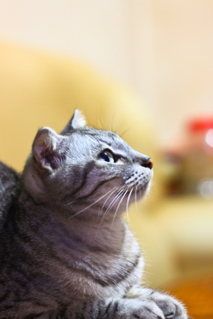 家貓..叮噹小妹