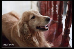 [攝影]亮亮ｂｙ熊本