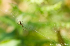 拍不到蝴蝶只好拍蜘蛛