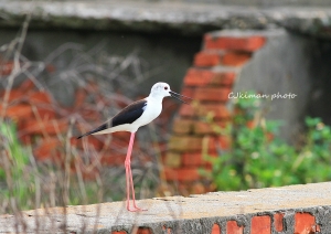 RYAN大~鳥來啦(高蹺鴴)