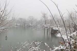 杭州西溪濕地雪景