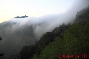 忘憂森林