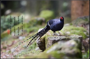 相遇時刻@毒魔兔