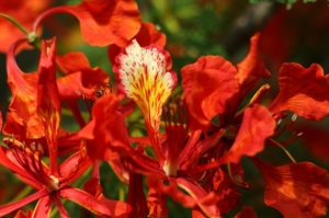 鳳凰花火紅祭