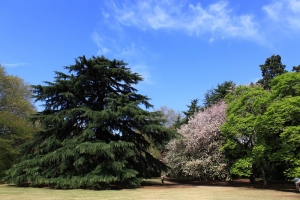 新宿御苑 ~ 四月雪