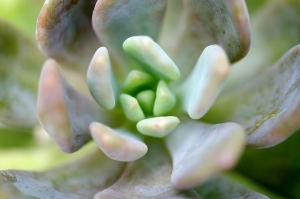 Sophies植物微距攝影集037