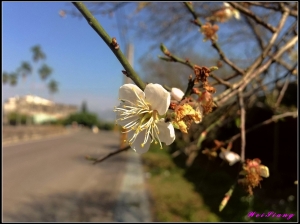 工作之餘 IPHONE賞花去