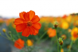 (EOS M)樹林柑園波斯菊花田