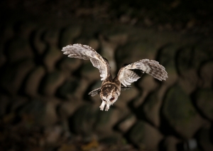 飛行的夜貓、、