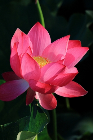 又見中興荷花