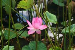 20100627 白河蓮花祭