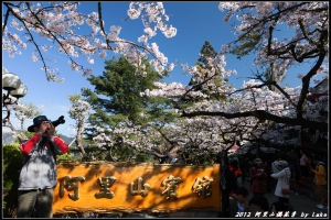 爆肝行：阿里山櫻花季