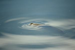 六堆客家文化園區