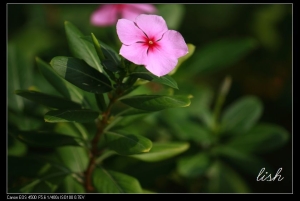 test lish