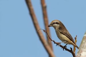 過年間拍的生態小品